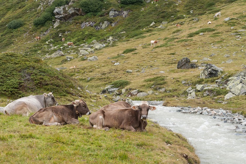 Hike to Bielerhöhe. Cows at the Klostertaler brook. near Partenen. .