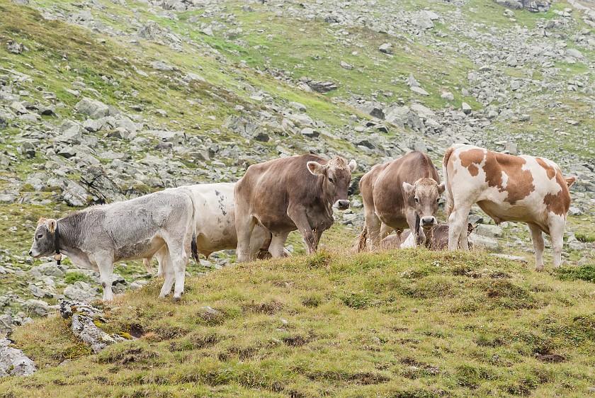 Hike to Bielerhöhe. Cows at the Klostertal. near Partenen. .