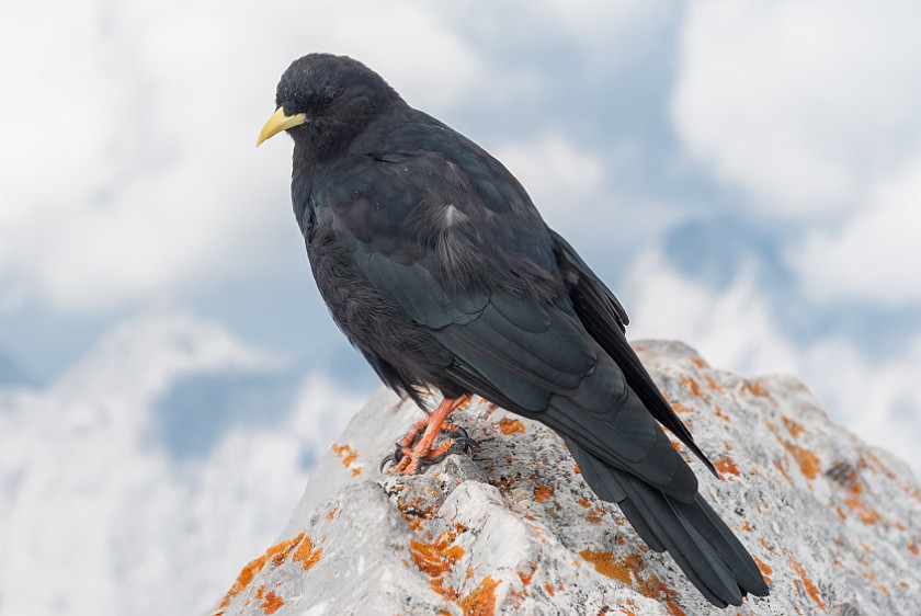 Hike to the Watzmann Central Summit. Alpine jackdaw. near Berchtesgaden. .