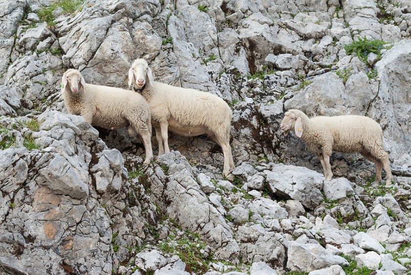 Hike to the Ingolstädter Haus. Sheep. near Berchtesgaden. .