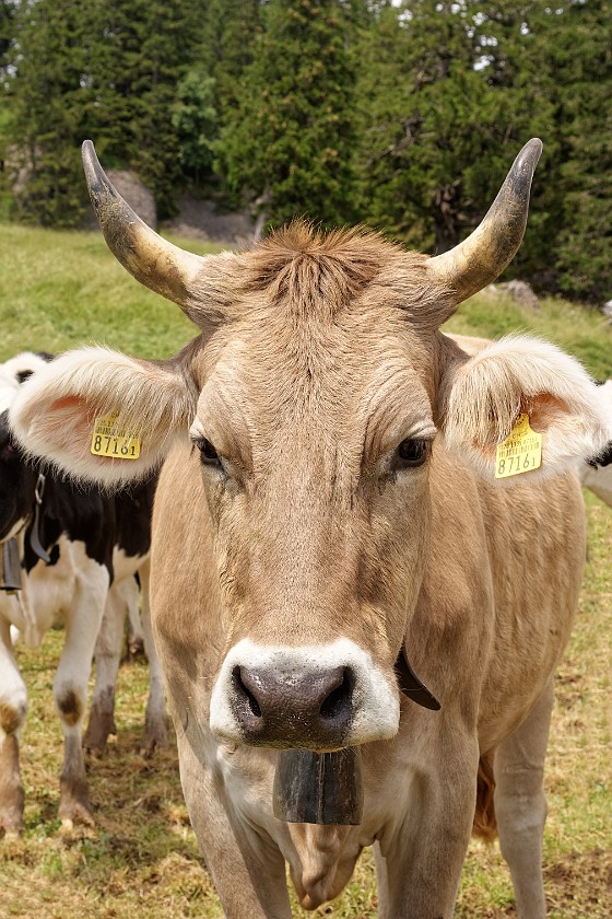 Mount Rigi. Cow. near Rigi Klösterli. .