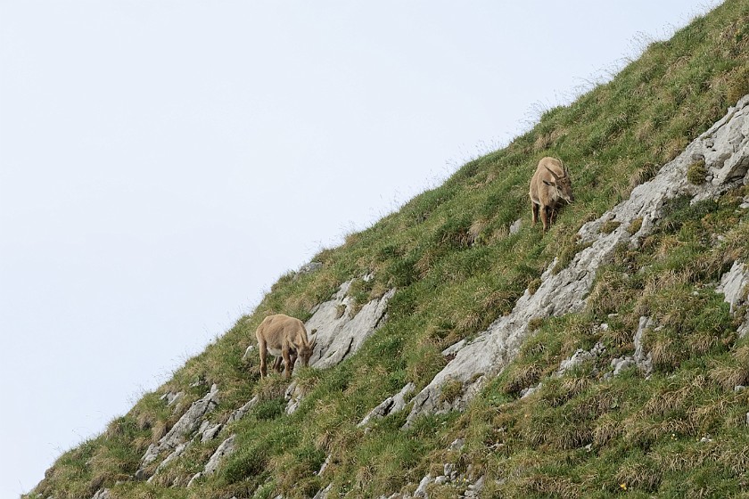Mount Pilatus. Chamois. Alpnachstad. .