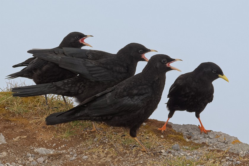 Mount Pilatus. Jackdaws. Alpnachstad. .