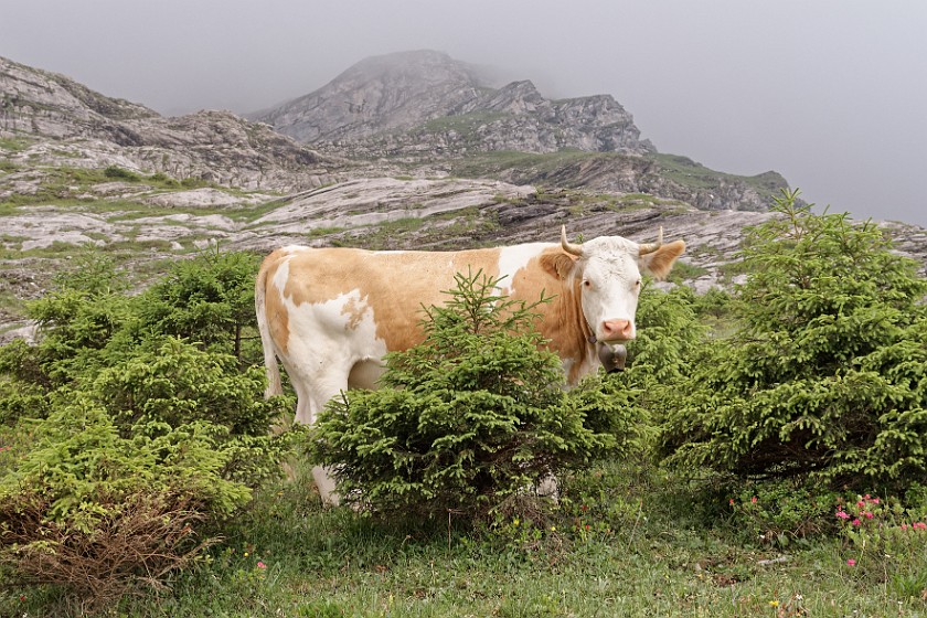 Eiger Trail . Cow. near Grindelwald. .