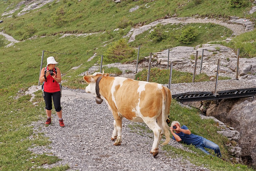 Eiger Trail . Cow and tourists. near Grindelwald. .