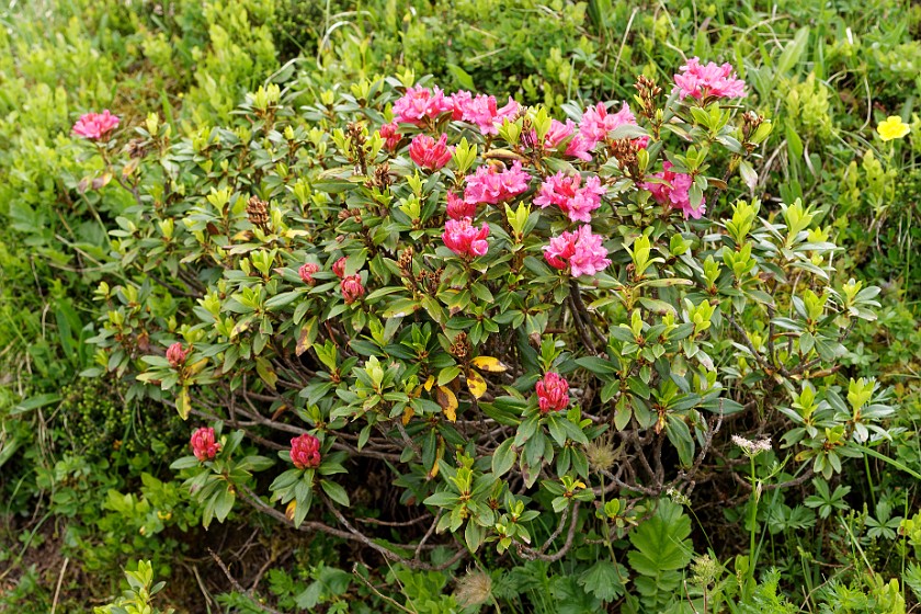 Rotsteckli Trail. Flowers. near Wengen. .
