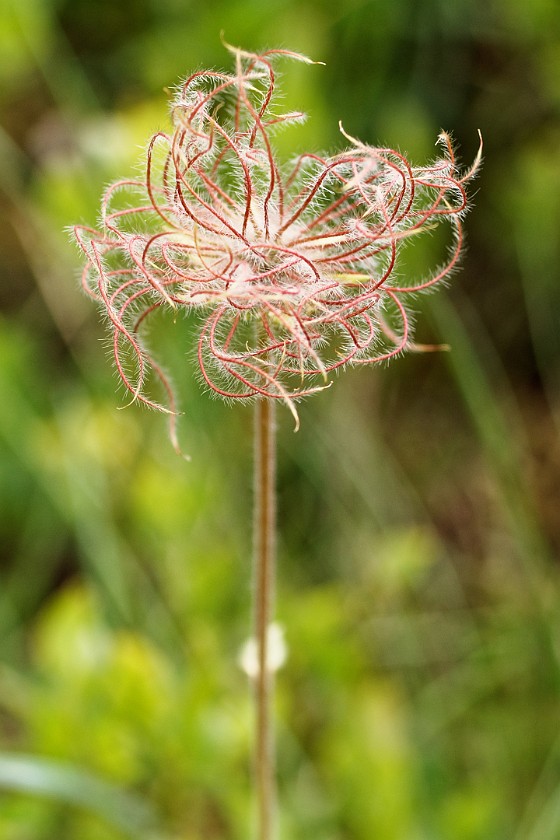 Rotsteckli Trail. Flower. near Wengen. .