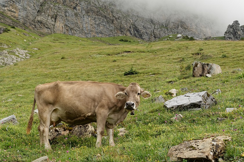 Tälli Via Ferrata. Cow. Gadmen. .