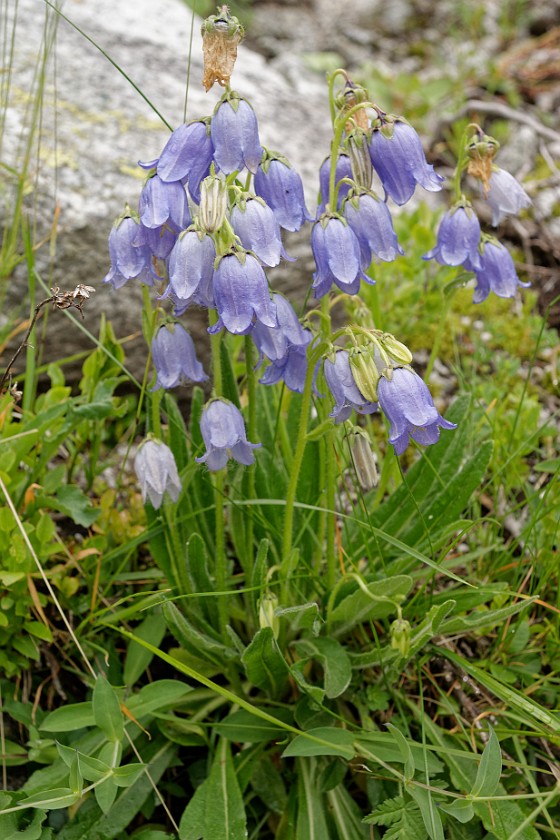 Lake Gelmer Hike. Flower. Guttannen. .