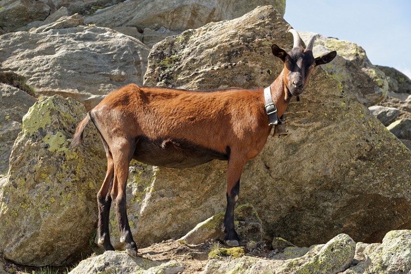 Aletsch Glacier. Goat. Grengiols. .