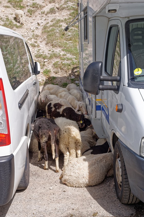 Vršič Pass. Sheep. near Kranjska Gora. .