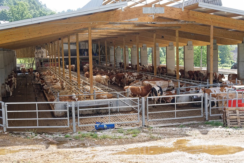 Farm Mulej. Cow stable. Bled. .