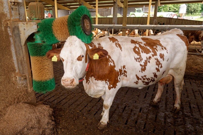Farm Mulej. Cow. Bled. .