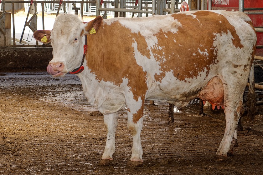 Farm Mulej. Cow. Bled. .