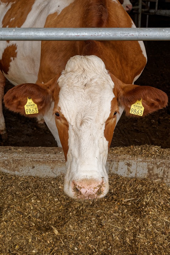 Farm Mulej. Cow. Bled. .