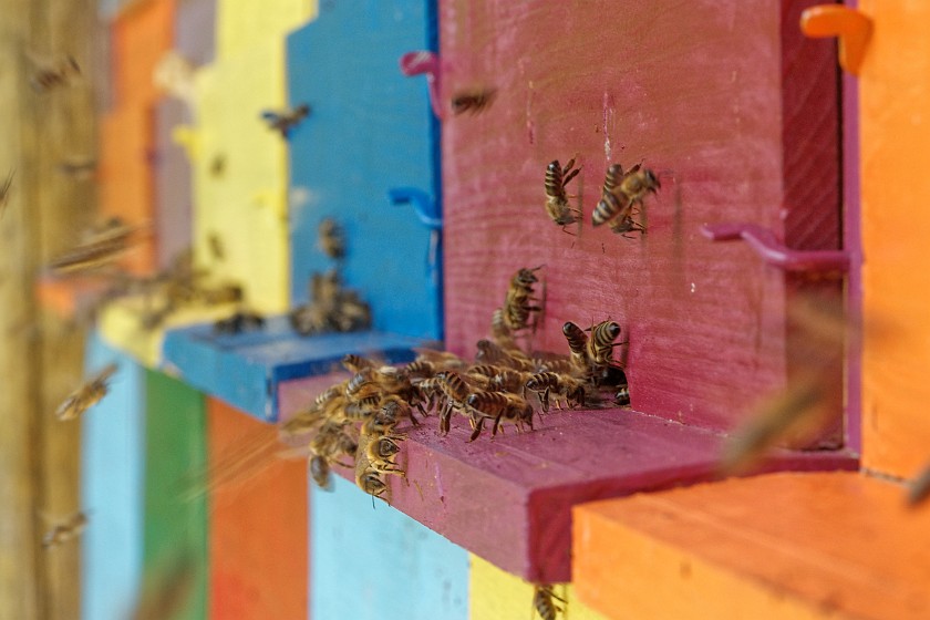 Kralov Med Honey Farm. Entrance to the beehive. Bled. .