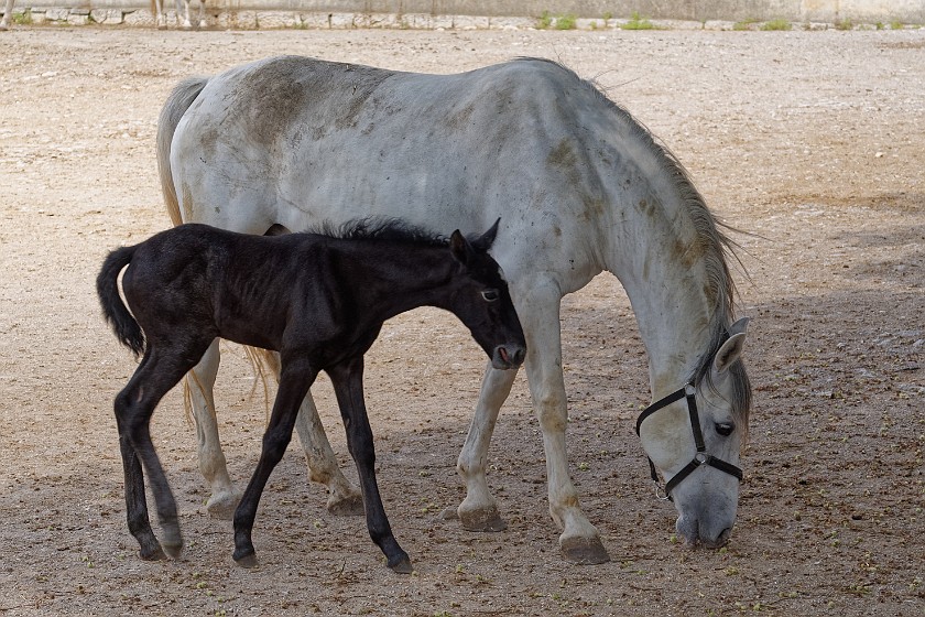 Lipica Stud Farm. Mare and foal. Lipica. .
