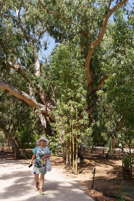 Lokrum Island. Botanical gardens. near Dubrovnik. .