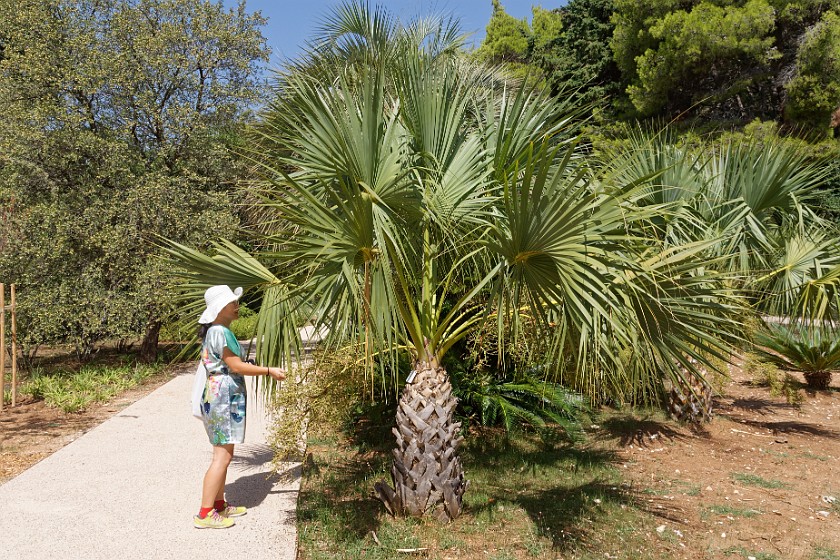 Lokrum Island. Botanical gardens. near Dubrovnik. .