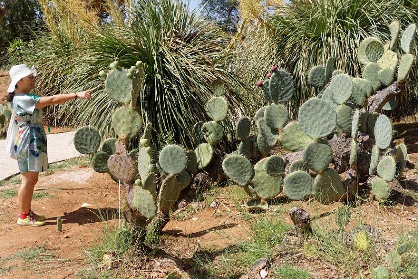 Lokrum Island. Botanical gardens. near Dubrovnik. .