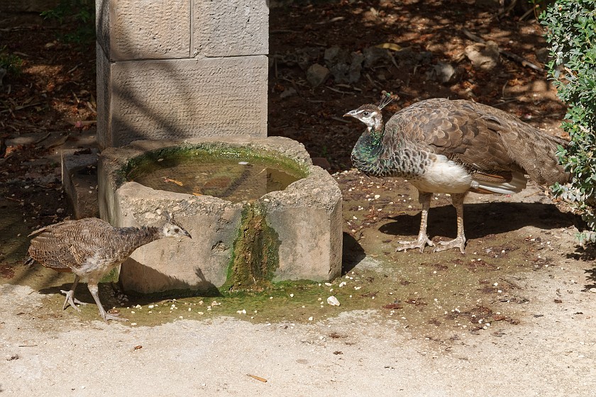 Lokrum Island. Peacocks. near Dubrovnik. .