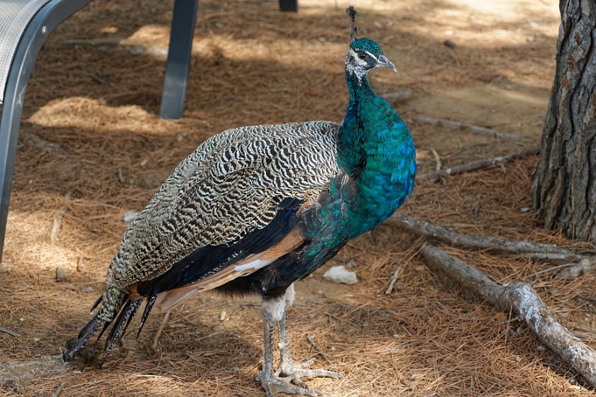 Lokrum Island. Peacock. near Dubrovnik. .