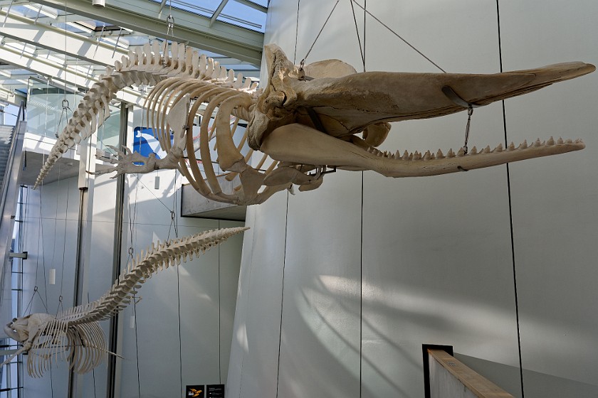 Ozeaneum. Whale skeletons. Stralsund. .