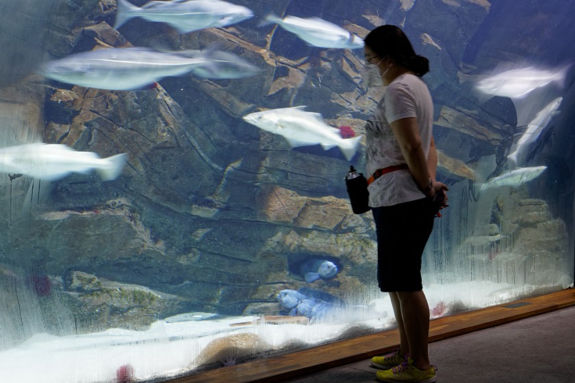 Ozeaneum. Aquarium. Stralsund. .