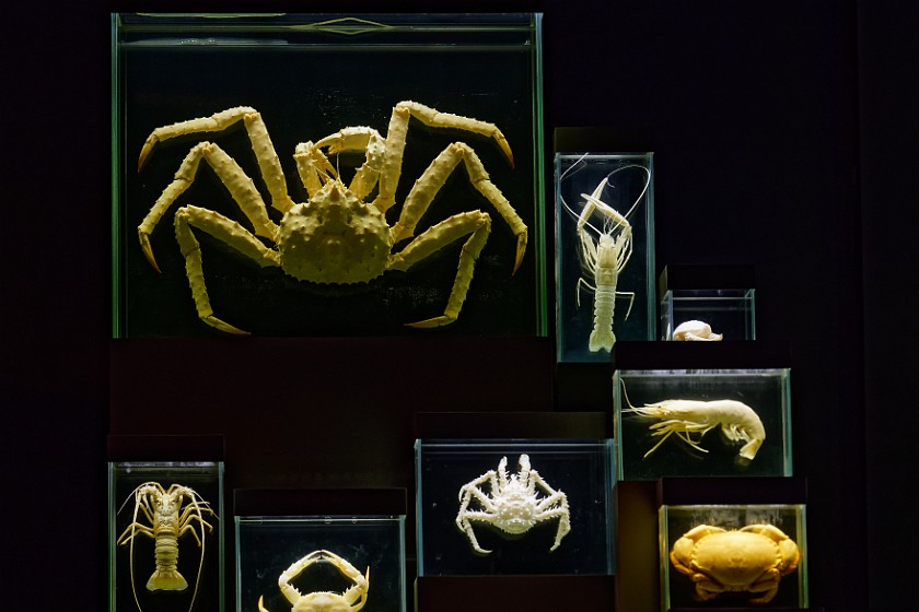 Ozeaneum. Exhibit of conserved sea animals. Stralsund. .