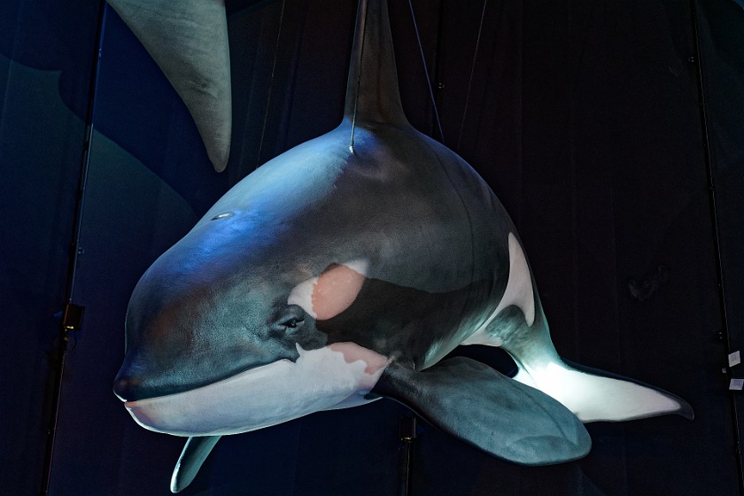 Ozeaneum. Model of an orca. Stralsund. .