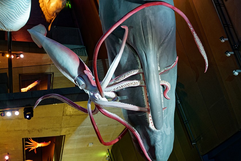 Ozeaneum. Model of whale and giant squid. Stralsund. .