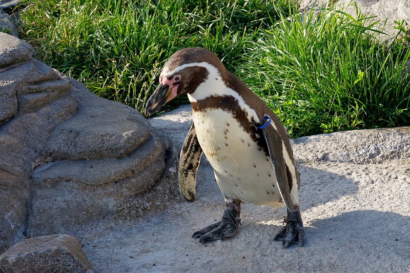 Ozeaneum. Humboldt penguin. Stralsund. .