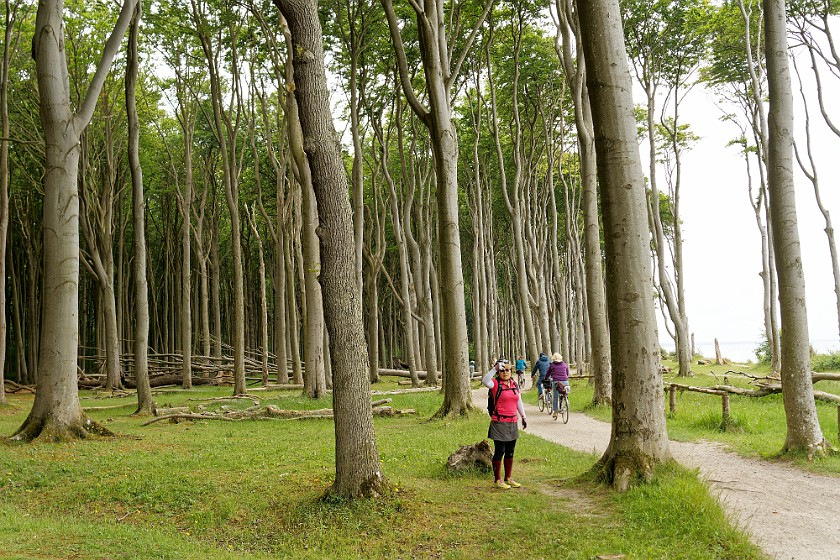 Costal Forest. Portrait in the forest. Nienhagen. .