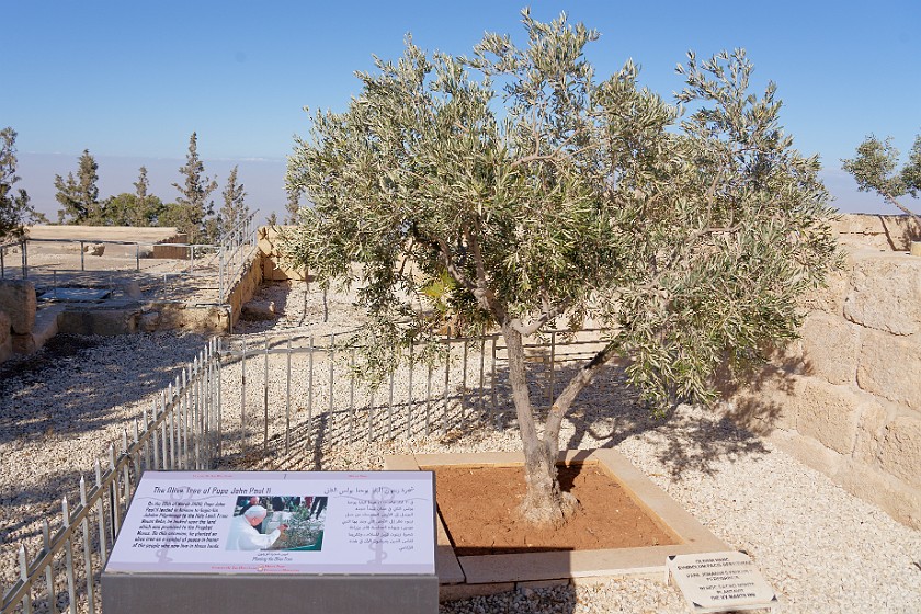 Mount Nebo. Olive tree of Pope John Paul II. near Madaba. .