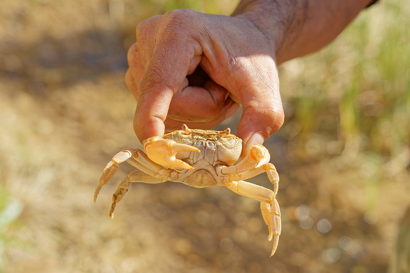 Wadi Bin Hammad. Crab. near Kerak. .