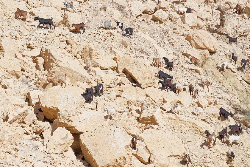 Wadi Bin Hammad. Goats. near Kerak. .