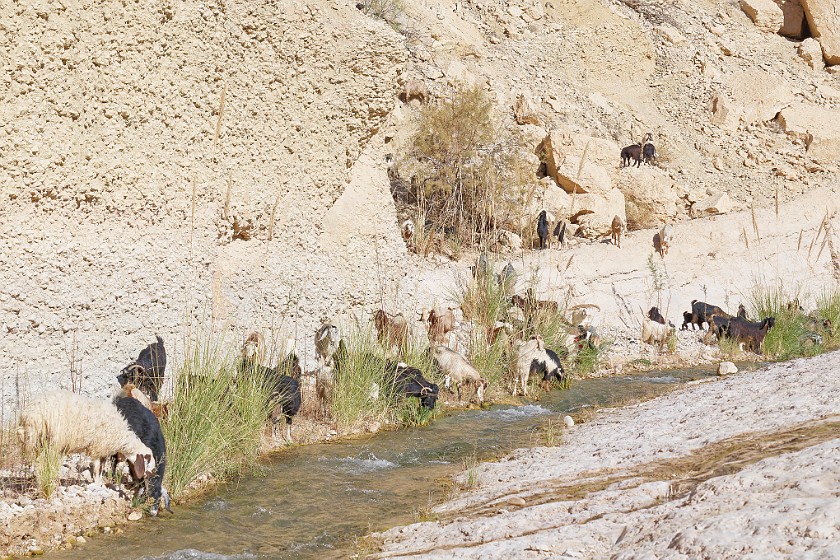 Wadi Bin Hammad. Goats. near Kerak. .