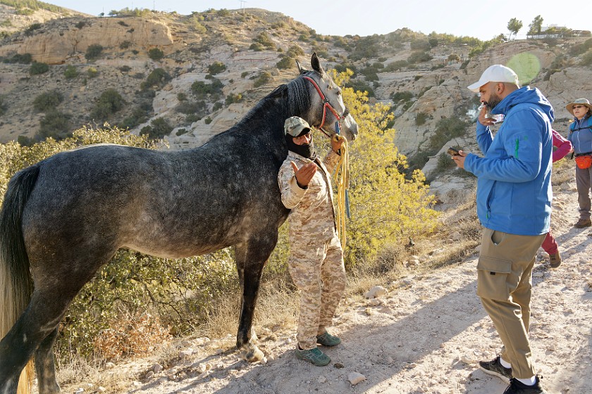Dana. Arab horse. Dana. .