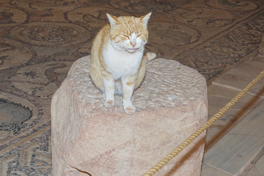Petra. Cat. Wadi Musa. .