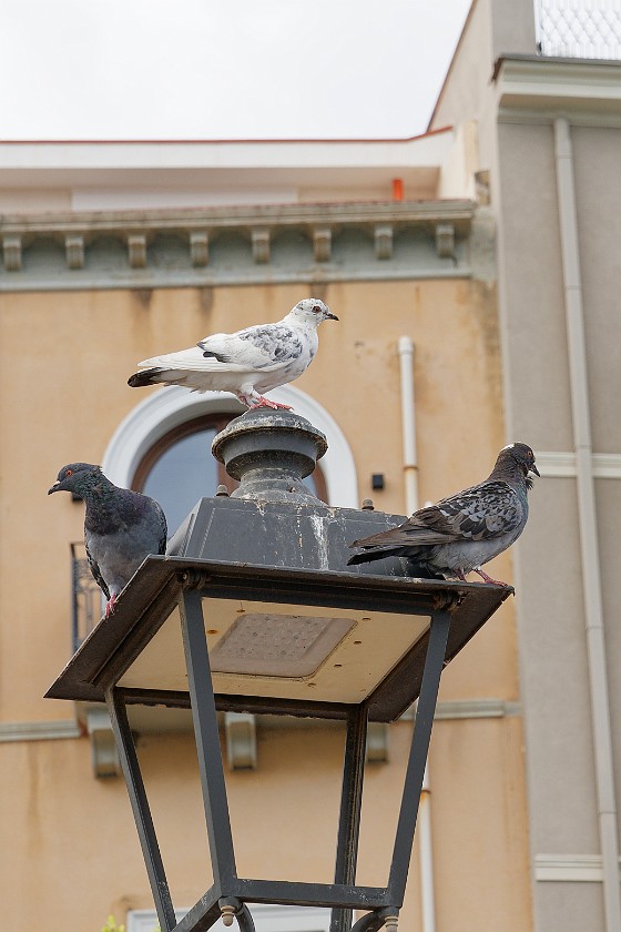Milazzo. Pigeons on a lantern. Milazzo. .