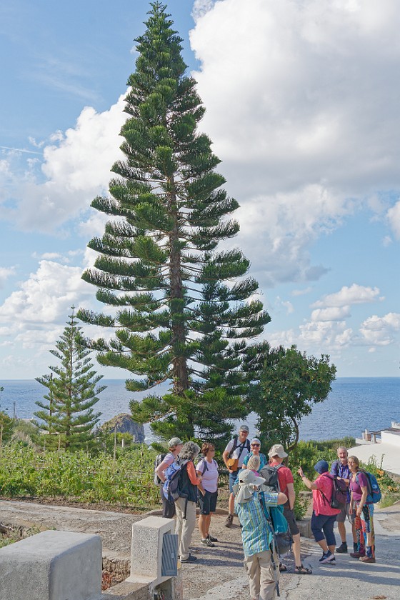 Hiking on Salina. Tour group in front of a Norfolk Pine tree. Salina. .