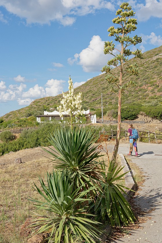 Hiking on Salina. Agave and Moundlily Yucca. Salina. .
