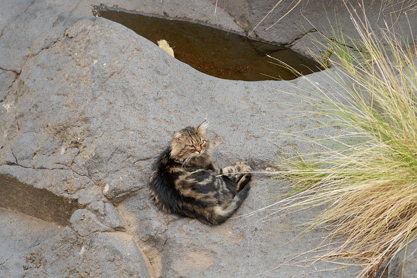 Hiking on Salina. Cat in a ravine in Leni. Salina. .