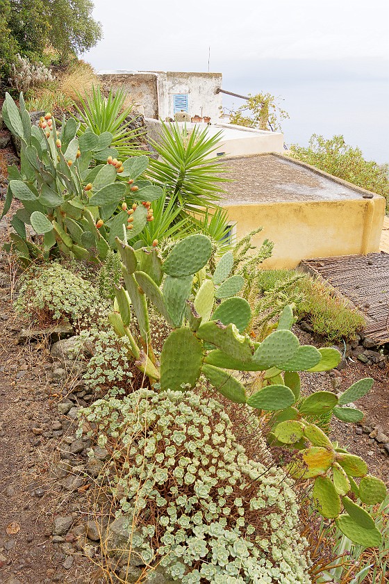 Hiking on Alicudi. Prickly Pear Cactus. Alicudi. .