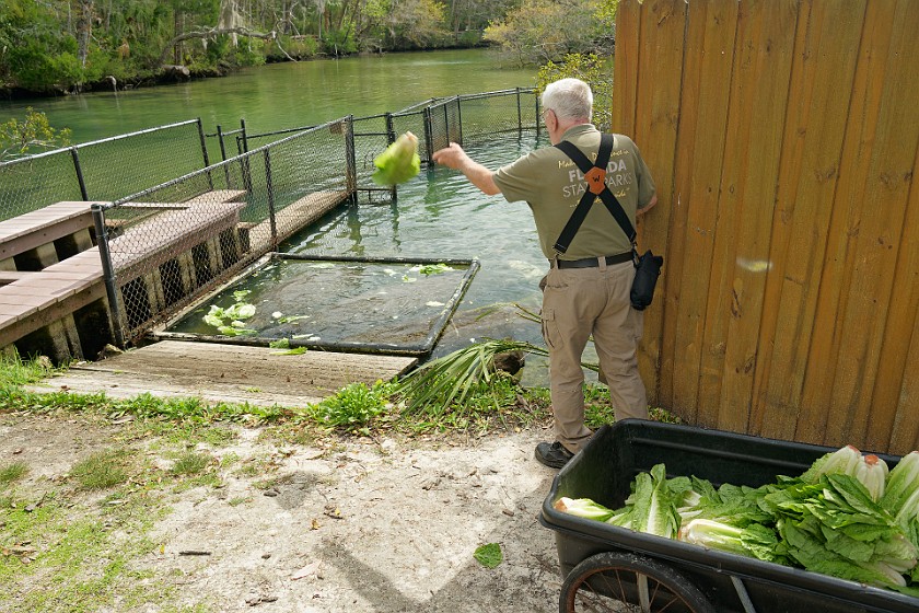 Ellie Schiller Homosassa Springs Wildlife State Park. Manatee feeding. Homosassa. .
