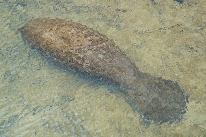 Ellie Schiller Homosassa Springs Wildlife State Park. Manatee. Homosassa. .