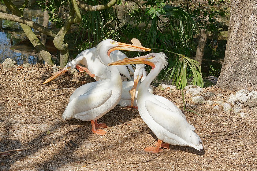 Ellie Schiller Homosassa Springs Wildlife State Park. Pelican. Homosassa. .