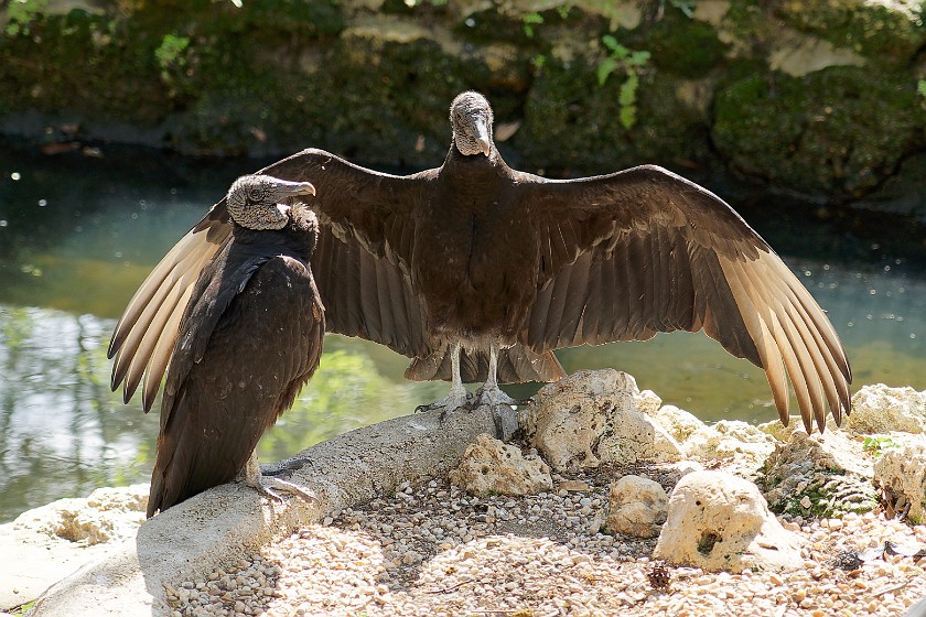 Ellie Schiller Homosassa Springs Wildlife State Park. Vulture. Homosassa. .