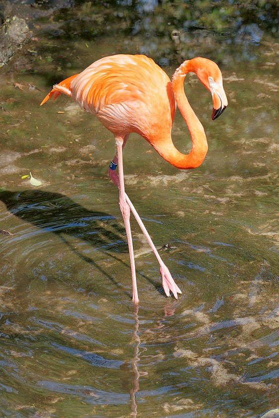 Ellie Schiller Homosassa Springs Wildlife State Park. Flamingo. Homosassa. .