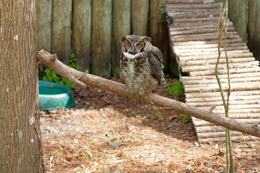 Ellie Schiller Homosassa Springs Wildlife State Park. Owl. Homosassa. .